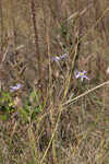 Savannah aster